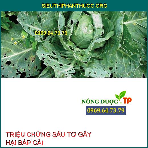 SÂU TƠ GÂY HẠI BẮP CẢI