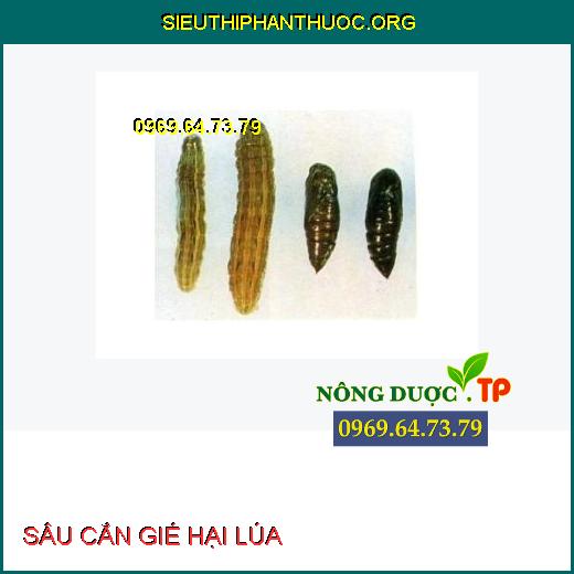 SÂU CẮN GIÉ HẠI LÚA