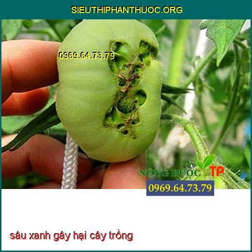 sâu xanh gây hại cây trồng