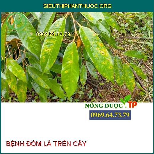 BỆNH ĐỐM LÁ TRÊN CÂY