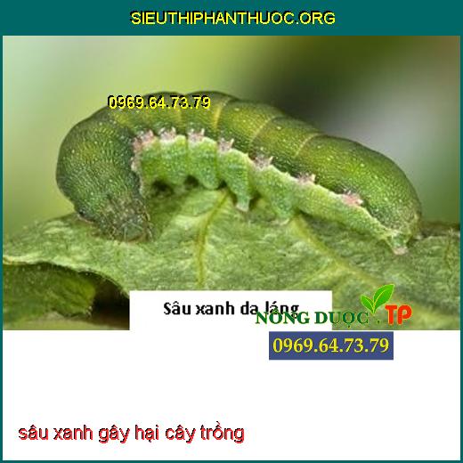 sâu xanh gây hại cây trồng