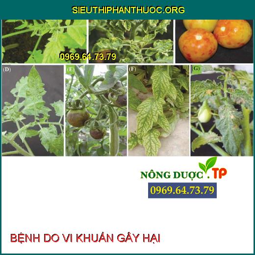 BỆNH DO VI KHUẨN GÂY HẠI