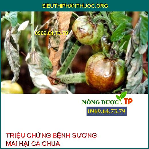 SƯƠNG MAI HẠI CÀ CHUA