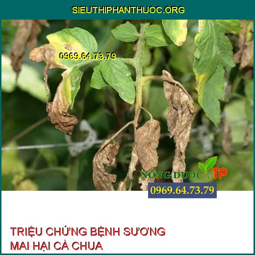 SƯƠNG MAI HẠI CÀ CHUA