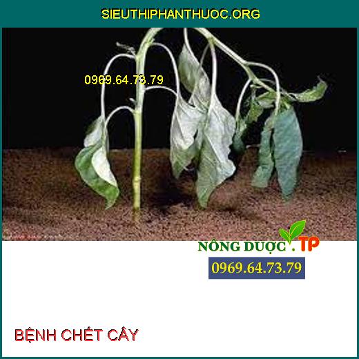 BỆNH CHẾT CÂY