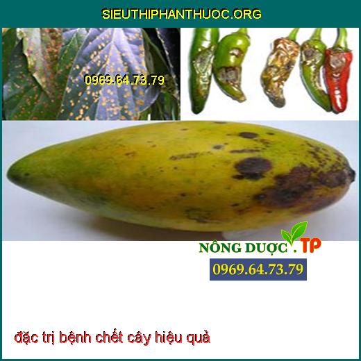 đặc trị bệnh chết cây hiệu quả