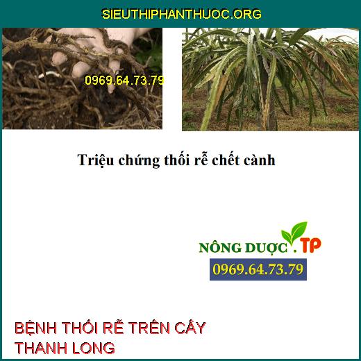 BỆNH THỐI RỄ