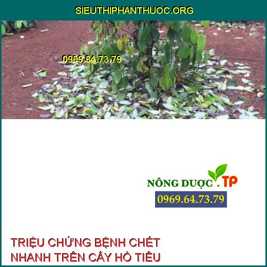 chết nhanh trên hồ tiêu