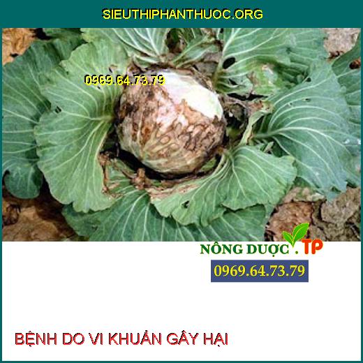 BỆNH DO VI KHUẨN GÂY HẠI