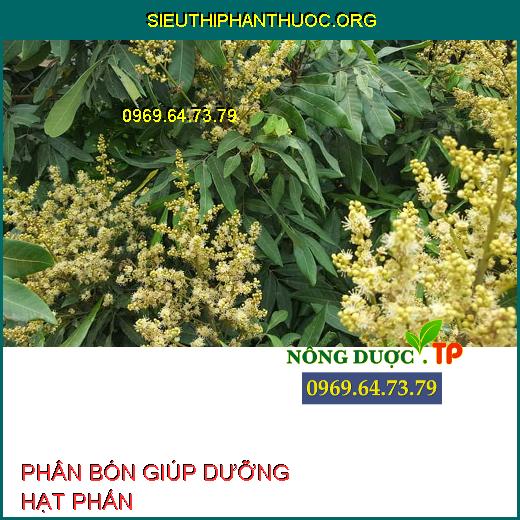 DƯỠNG HẠT PHẤN