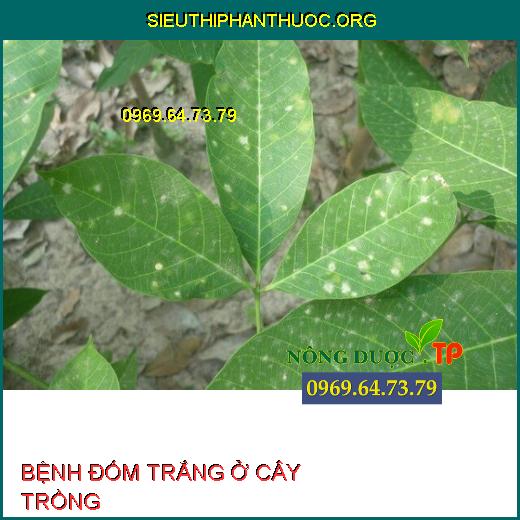 BỆNH ĐỐM TRẮNG Ở CÂY TRỒNG