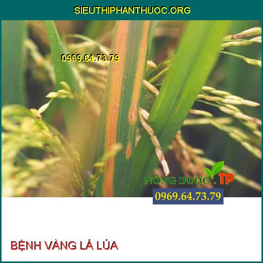 BỆNH VÀNG LÁ LÚA
