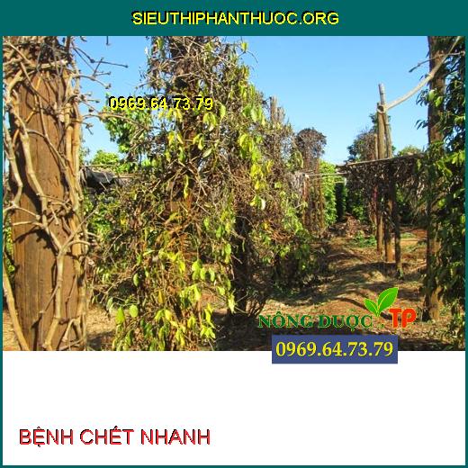 BỆNH CHẾT NHANH