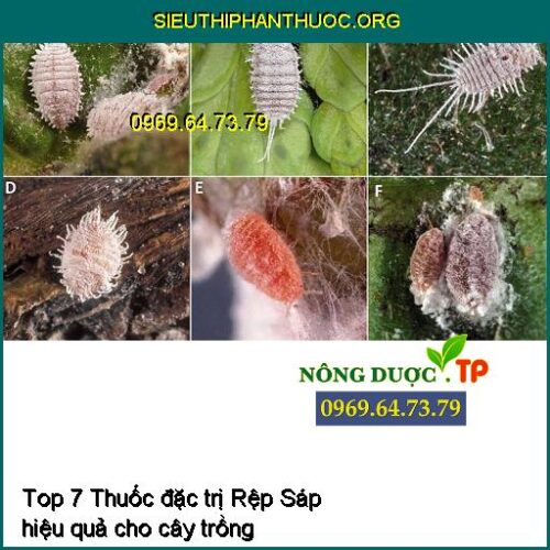 Top 7 Thuốc đặc trị Rệp Sáp hiệu quả cho cây trồng - SIÊU THỊ PHÂN THUỐC