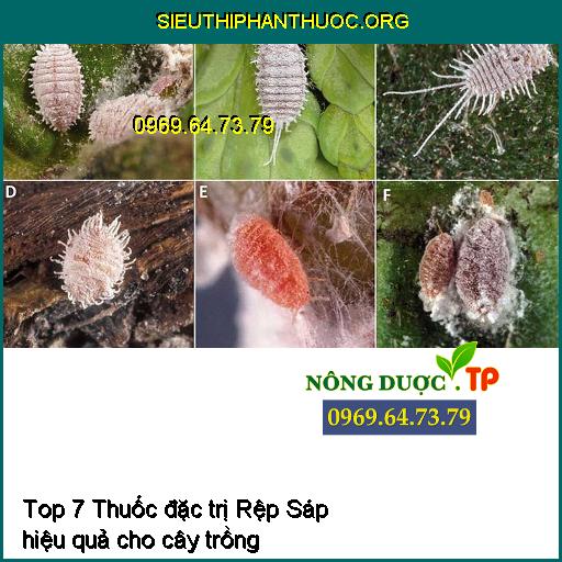 Top 7 Thuốc đặc trị Rệp Sáp hiệu quả cho cây trồng