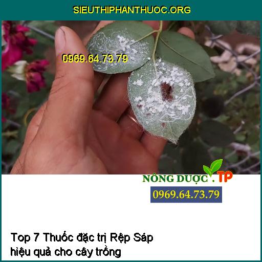 Top 7 Thuốc đặc trị Rệp Sáp hiệu quả cho cây trồng