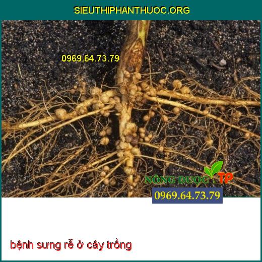 BỆNH SƯNG RỄ Ở CÂY TRỒNG