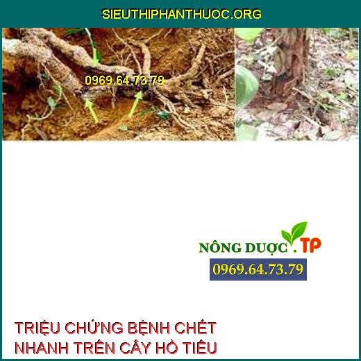 chết nhanh trên hồ tiêu