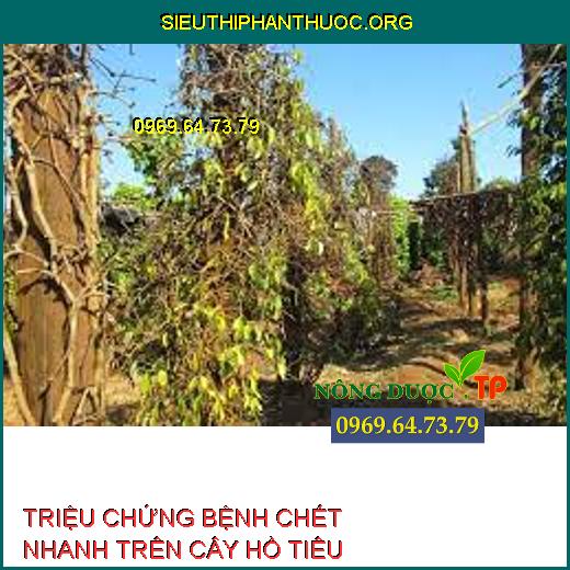 chết nhanh trên hồ tiêu