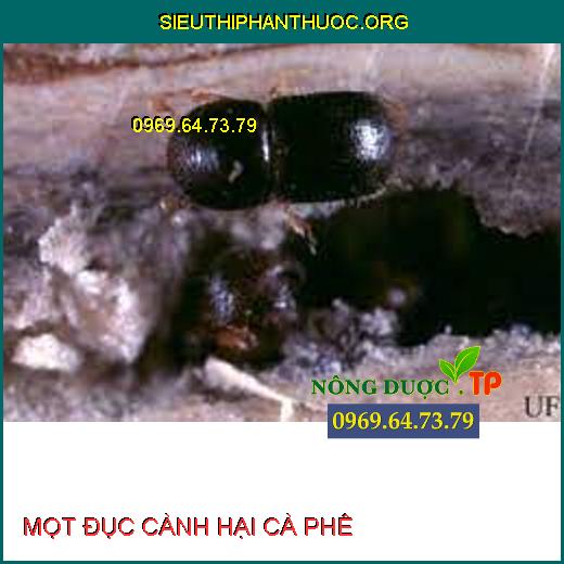 Mọt đục cành hại cà phê