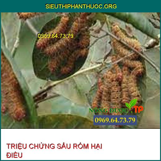 SÂU RÓM HẠI ĐIỀU