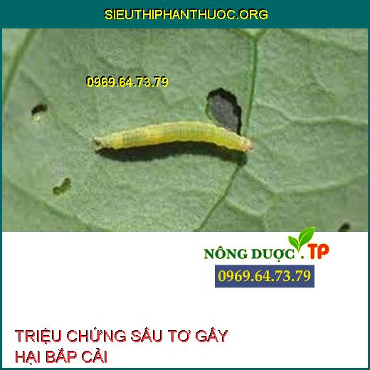 SÂU TƠ GÂY HẠI BẮP CẢI