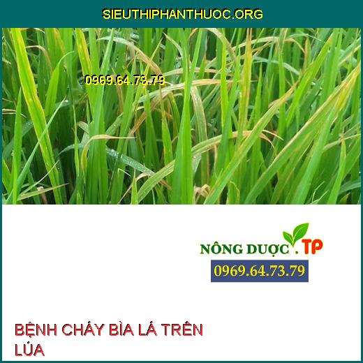 BỆNH CHÁY BÌA LÁ