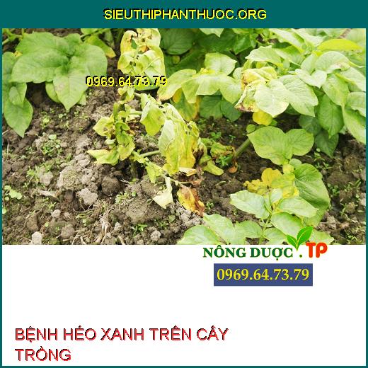 BỆNH HÉO XANH TRÊN CÂY TRỒNG