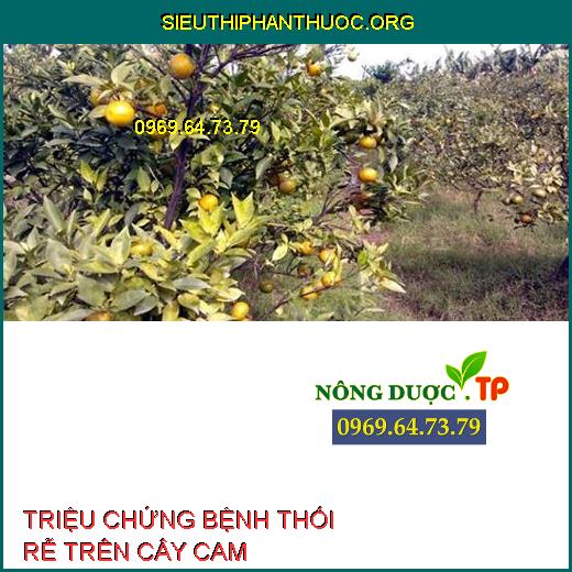 BỆNH THỐI RỄ CAM