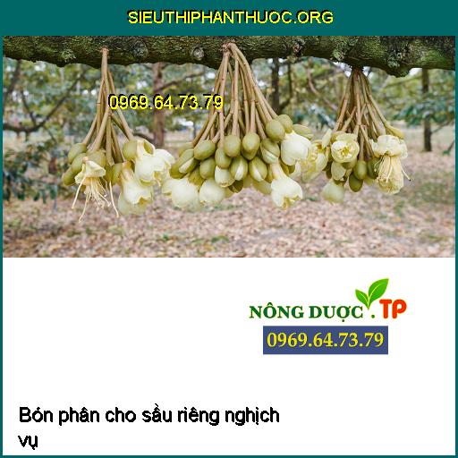 Hoa sầu riêng