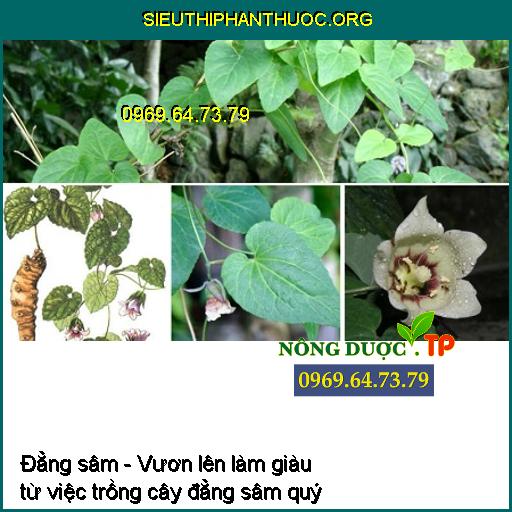 Đẳng sâm - Vươn lên làm giàu từ việc trồng cây đẳng sâm quý 