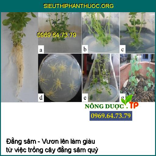 Đẳng sâm - Vươn lên làm giàu từ việc trồng cây đẳng sâm quý 