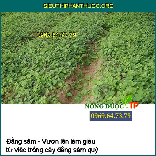 Đẳng sâm - Vươn lên làm giàu từ việc trồng cây đẳng sâm quý 