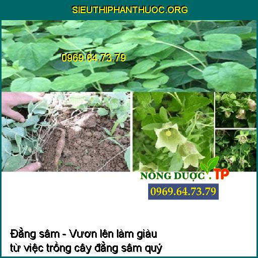 Đẳng sâm - Vươn lên làm giàu từ việc trồng cây đẳng sâm quý 