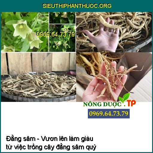 Đẳng sâm - Vươn lên làm giàu từ việc trồng cây đẳng sâm quý 