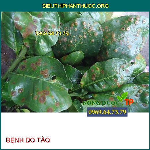 BỆNH TẢO