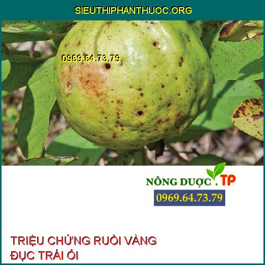 RUỒI VÀNG ĐỤC TRÁI