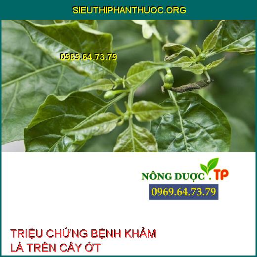 BỆNH KHẢM LÁ