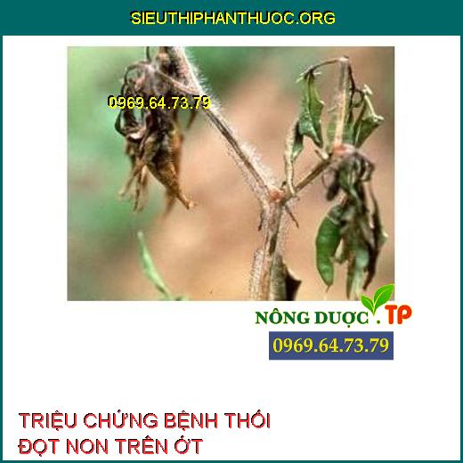 BỆNH THỐI ĐỌT NON