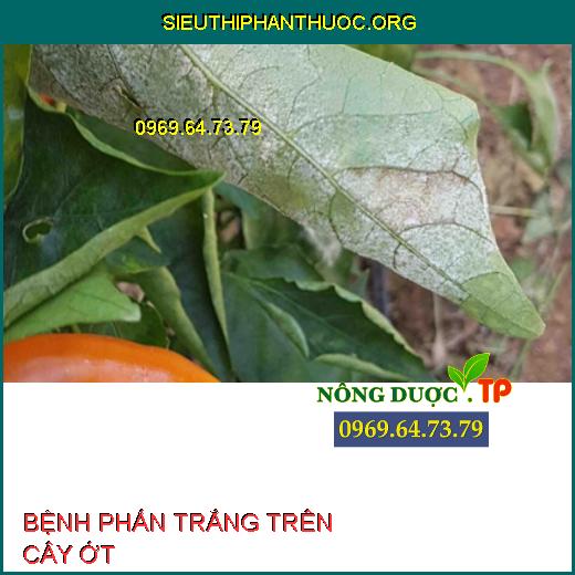 BỆNH PHẤN TRẮNG