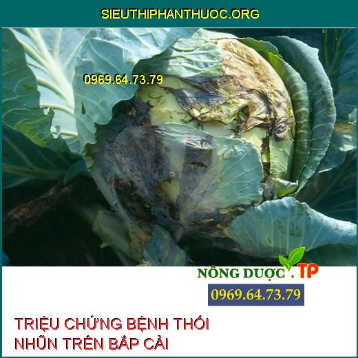 BỆNH THỐI NHŨN BẮP CẢI