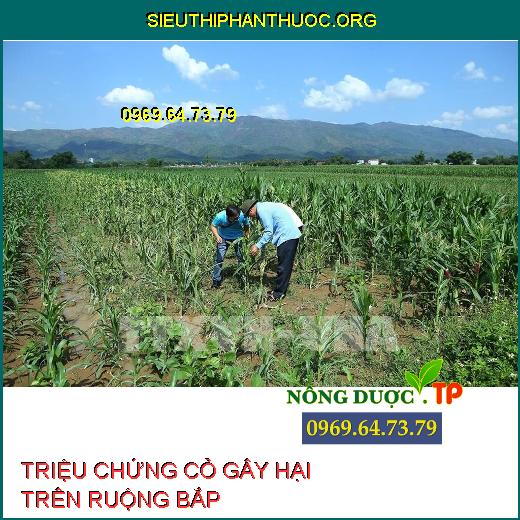 CỎ GÂY HẠI RUỘNG BẮP