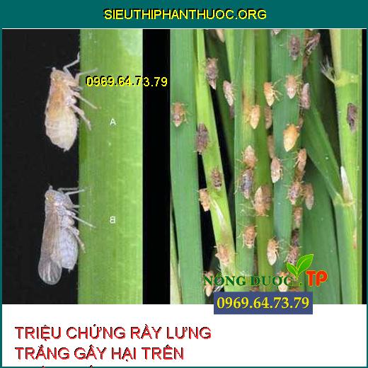 RẦY LƯNG TRẮNG HẠI LÚA