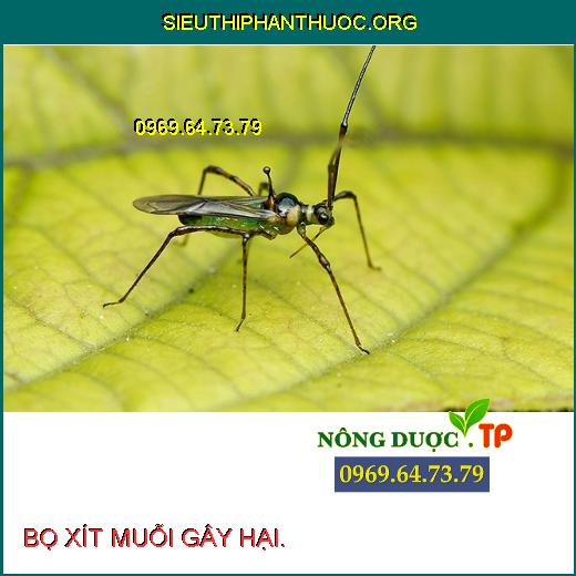 BỌ XÍT MUỖI