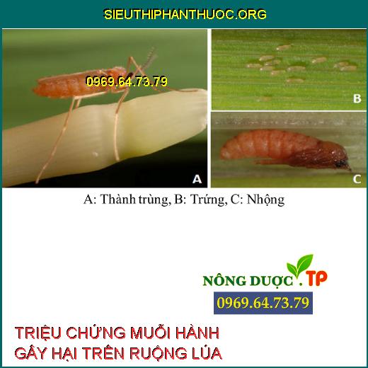 MUỖI HÀNH GÂY HẠI LÚA