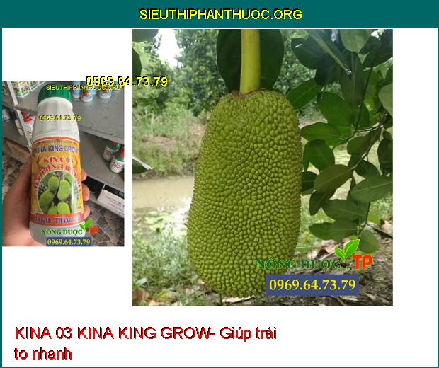 KINA 03 KINA KING GROW- Lớn Trái- Chắc Hạt- Dày Cơm- Màu Vàng Đẹp.