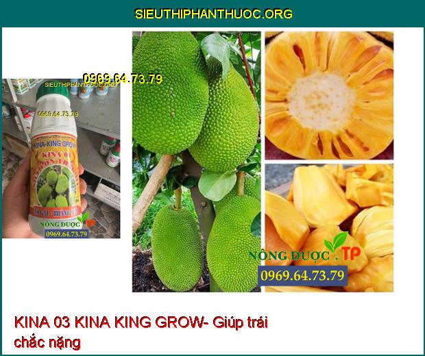 KINA 03 KINA KING GROW- Lớn Trái- Chắc Hạt- Dày Cơm- Màu Vàng Đẹp.