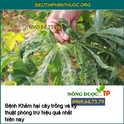 Bệnh khảm trên lá sắn