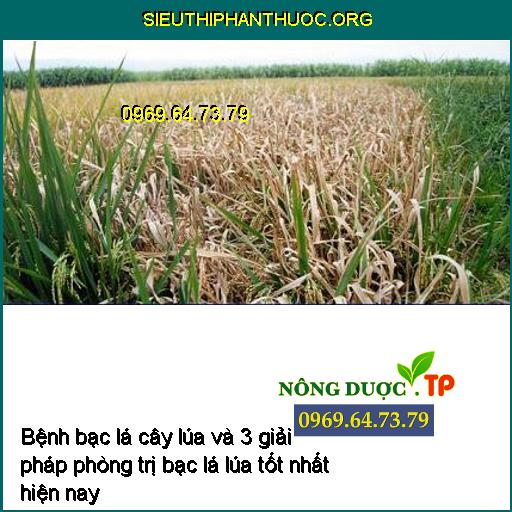 Bệnh bạc lá cây lúa và 3 giải pháp phòng trị bạc lá lúa tốt nhất hiện nay