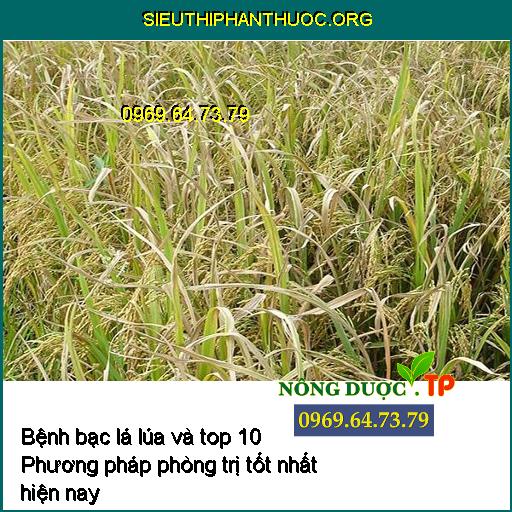 Benh bac la lua va top 10 Phuong phap phong tri tot nhat hien nay_1___sieuthiphanthuoc.org_